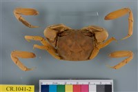 藏品(臺灣厚蟹)的圖片